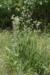 Yuccaleaf eryngo <BR>Northern rattlesnake master